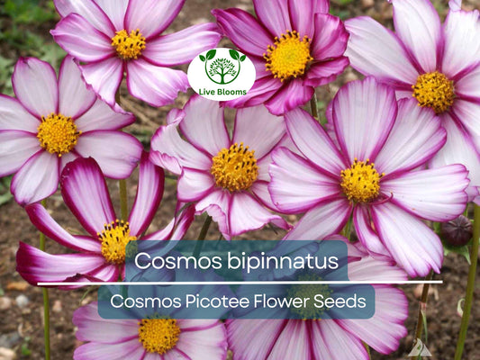 1 Gram Cosmos Picotee Seeds | Bicolor Flowers | Cosmos bipinnatus | Pollinator-Friendly Garden Planting