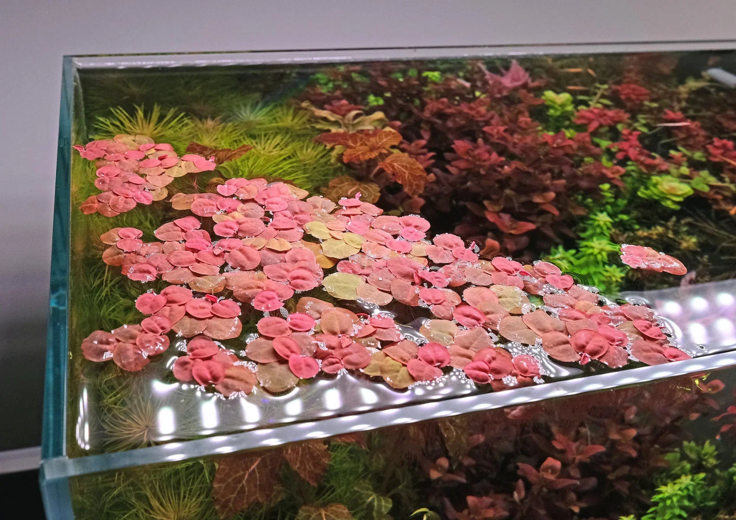 Red Root Floater Aquarium Plant – 10 Live Floating Plants, Phyllanthus fluitans, Freshwater Aquascape, Easy Low Light Floaters