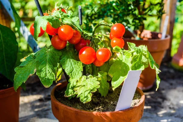Cherry Tomato Plants – Live Bare Root Starters, Solanum lycopersicum Sweet Red, Garden Vegetable, Easy to Grow