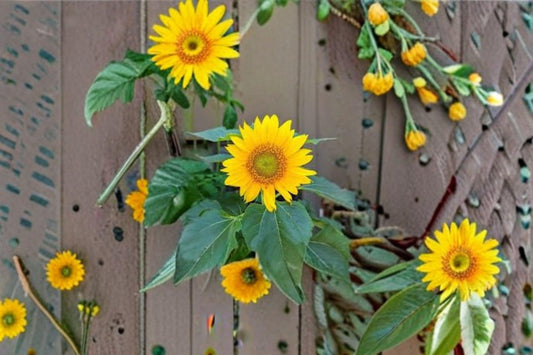 1 g Sunspot Sunflower Seeds – Dwarf Giant Bloom Sunflower for Pots and Garden Borders