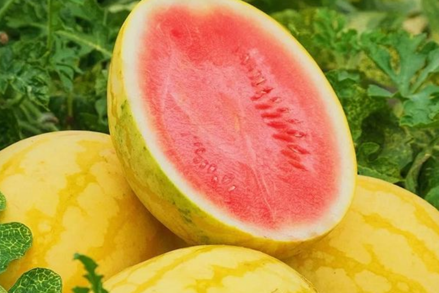 Gold Skin Watermelon Seeds - Yellow Citrullus lanatus, Fruit Seeds for Home Garden, Sweet Juicy Summer Melon