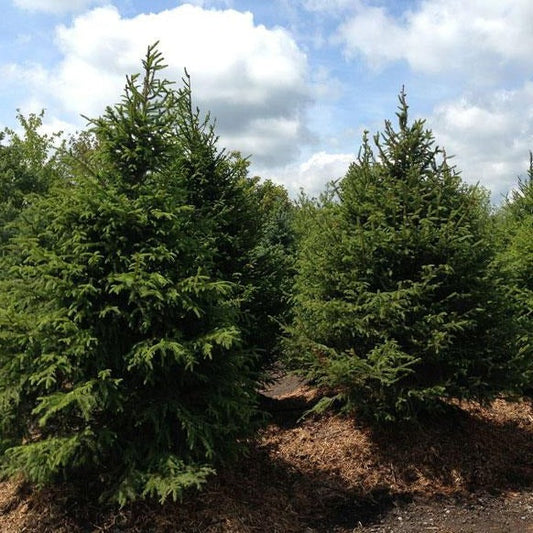 Norway Spruce Tree Seedling 6–12 Inches – Picea abies Bare Root Evergreen Conifer for Landscaping and Privacy Screening