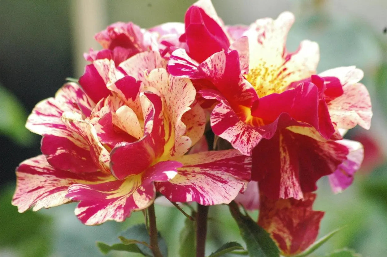 Super Rare Degas Rose Cuttings – 3 Unrooted Rosa ‘Degas’ Striped Yellow-Red for Grafting or Rooting