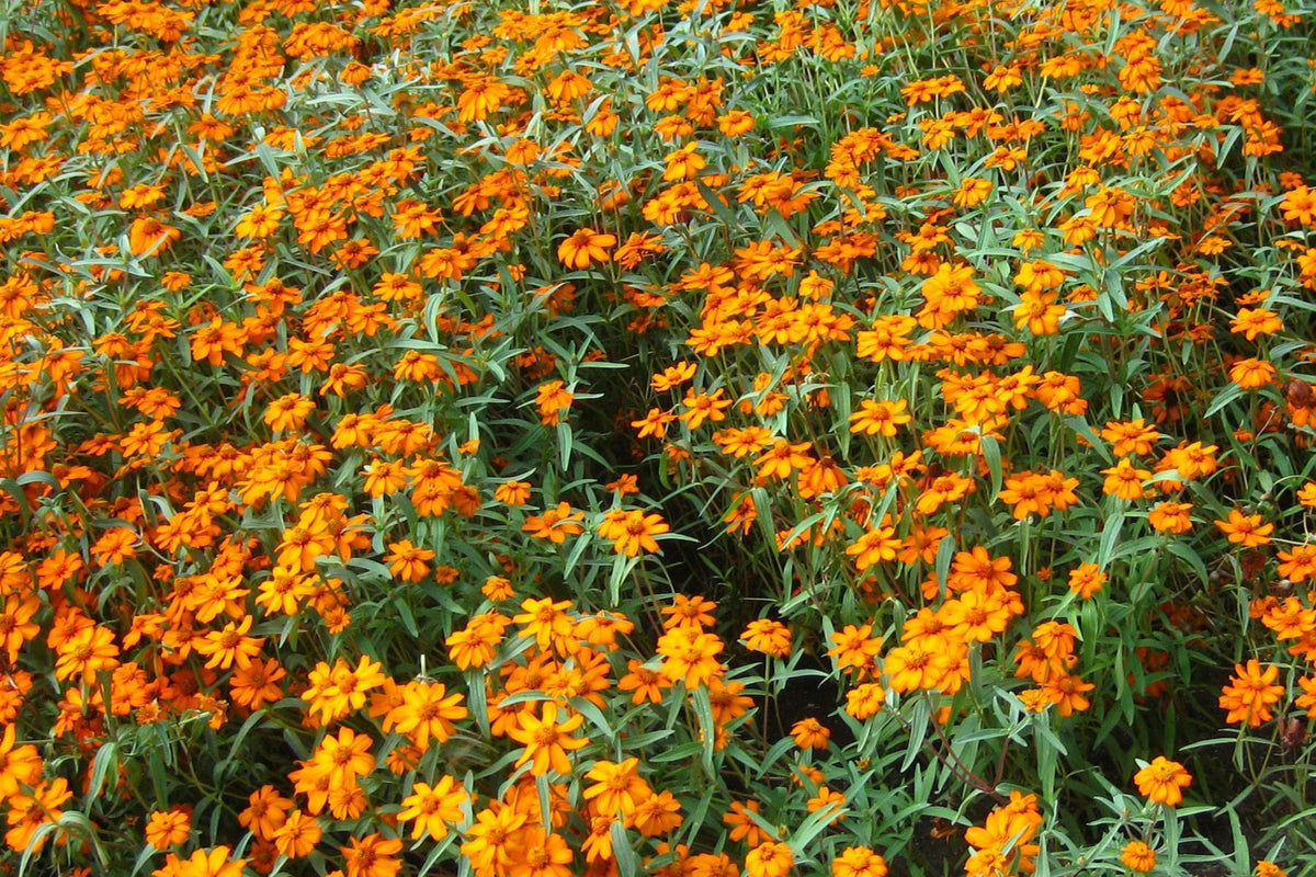 Starbright Mix Zinnia Seeds - 100+ Colorful Flower Seeds for Cutting Gardens, Pollinator Favorites, Zinnia elegans