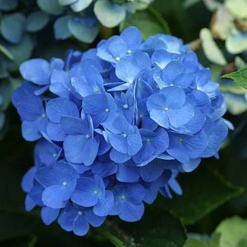 Blue Hydrangea Bushes – 18” Bareroot Perennial Shrubs with Large Fragrant Blooms for Garden Landscape