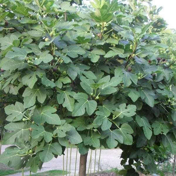 Fresh Fig Tree Cuttings – Organic Unrooted Propagation Plant, Heirloom Ficus Carica, 8-inch Fruit Tree Clippings