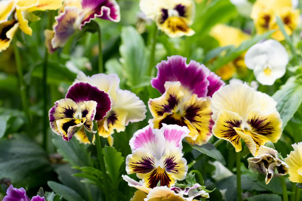 Rococo Mix Pansy Seeds - 200+ Heirloom Viola Seeds, Ruffled Blooms, Cold-Hardy Flowering Plants (Viola cornuta)
