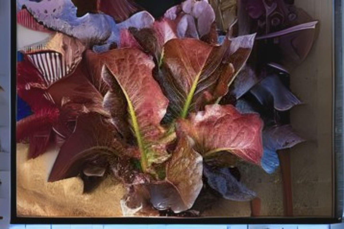 700 Red Romaine Lettuce Seeds: Heirloom Variety for Fresh Salads