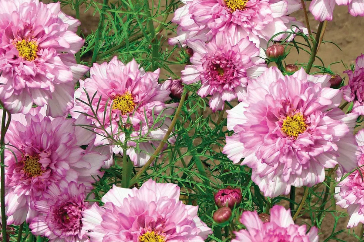 Double Click Bicolor Rose Cosmos Seeds - 200+ Heirloom Flower Seeds, Cosmos bipinnatus, USA Grown, Attracts Pollinators