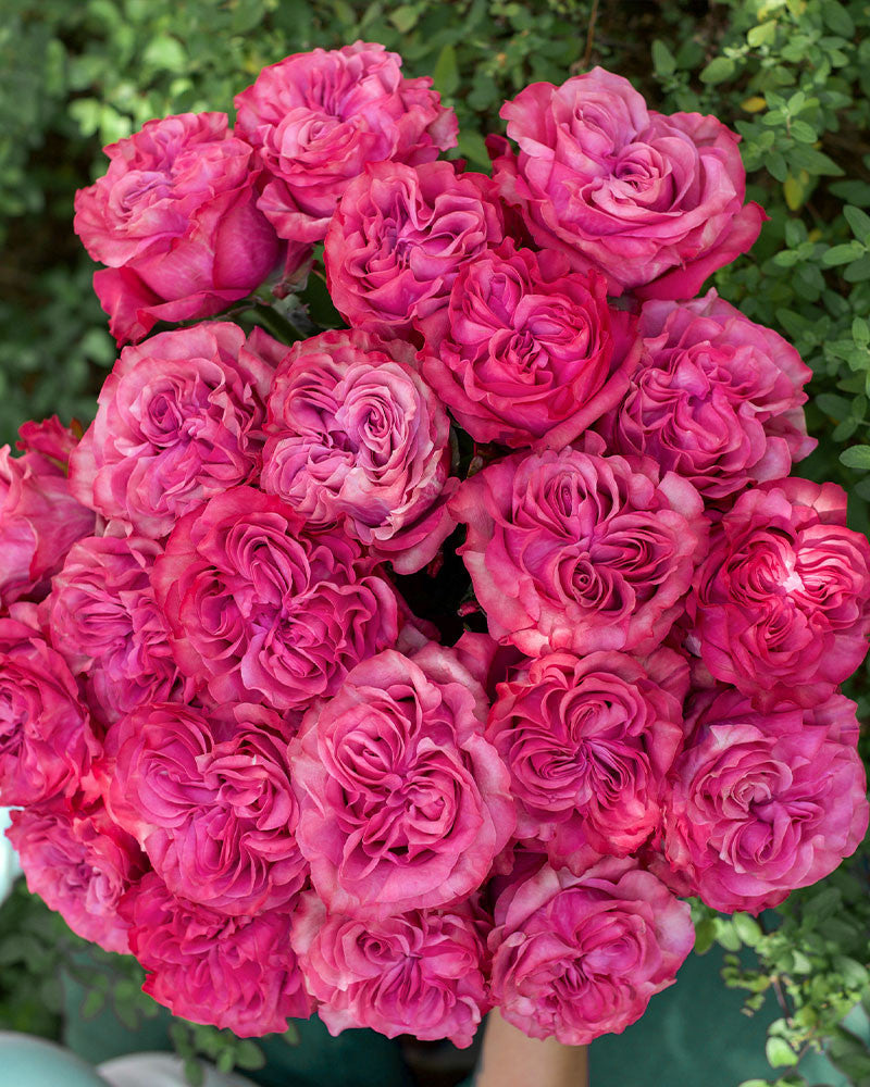 Super Rare Country Blues Rose Cuttings – Rosa ‘Country Blues’ Purple-Mauve Shrub/Floribunda Rose Unrooted for Rooting or Grafting