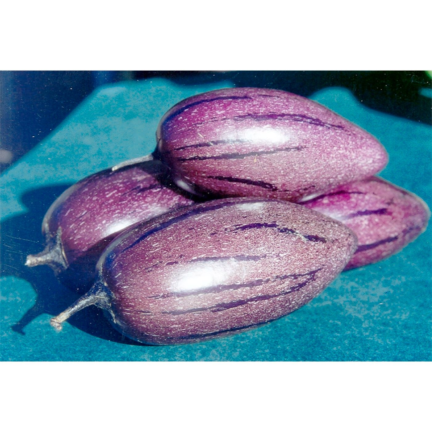 6 Purple 'Stripey' Pepino Melon Cuttings | Unrooted Solanum muricatum | Exotic Sweet Fruit Plant for Garden Cultivation