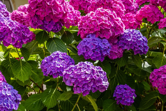 Hydrangea Cuttings 5 Unrooted Deep Purple Blue Flowering Shrubs Hydrangea macrophylla for Propagation Zones 5-9