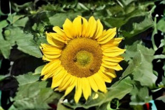 1 g Sunspot Sunflower Seeds – Dwarf Giant Bloom Sunflower for Pots and Garden Borders