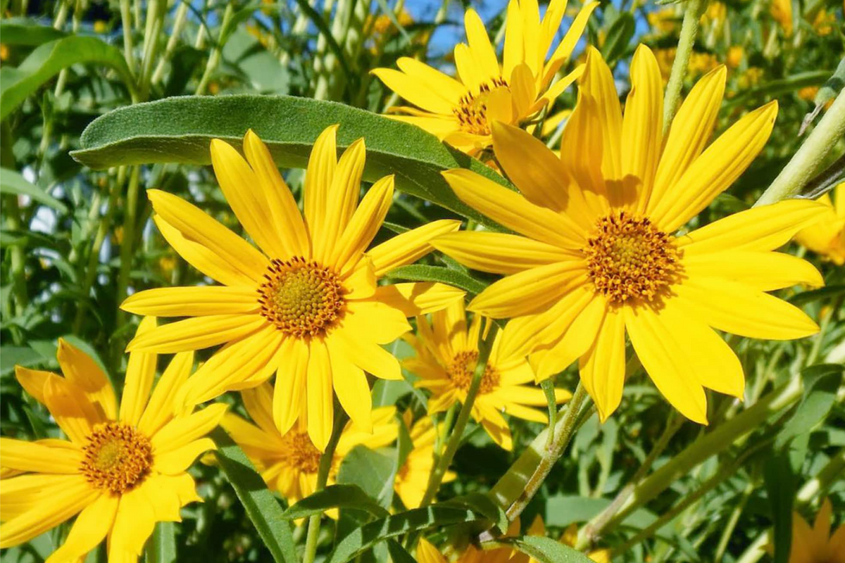 Maximilian Sunflower Seeds 1,000 Count - Non-GMO Perennial Yellow Blooms - Helianthus maximiliani for Wildlife Garden