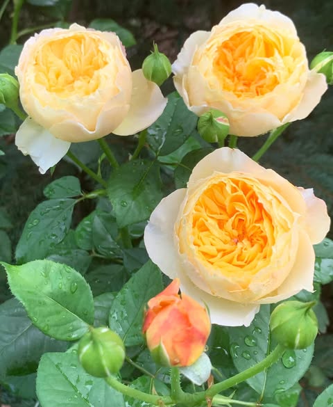 Chirp Chinese Garden Shrub Rose Cuttings (3) – Rare Pink Rosa ‘Chirp’ Unrooted Grafting & Rooting Stock