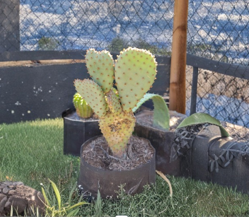 Opuntia basilaris Beaver Tail Cactus Pad – 1 Live Unrooted Cutting for Desert Garden or Container Growing