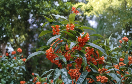 Apricot Echo Sweet Olive Osmanthus Fragrans Rooted Starter Plant, Fragrant Evergreen Shrub for Garden or Container