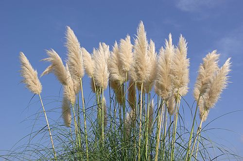 4 Pampas Grass Bare Root Starter Plants – Cortaderia selloana, Tall Ornamental Grass, Hardy Landscape Accent