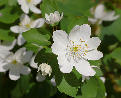 3 Rue Anemone Bare Root Plants | Anemonella thalictroides | Native Woodland Perennial | Spring Shade Blooms | Windflower Mix