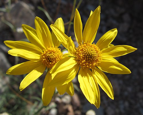 Heliomeris multiflora Seeds – Showy Goldeneye Wildflower, 100 Non-GMO Perennial Seeds for Pollinator Garden & Meadow