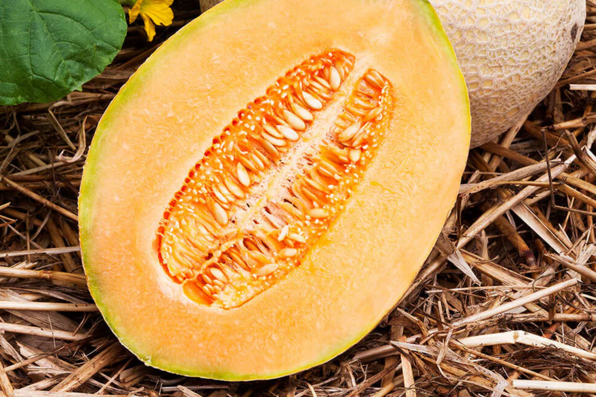 100 Hales Best Jumbo Cantaloupe Seeds - Non-GMO Heirloom Sweet Melon - Cucumis melo - Easy to Grow for Home Gardens