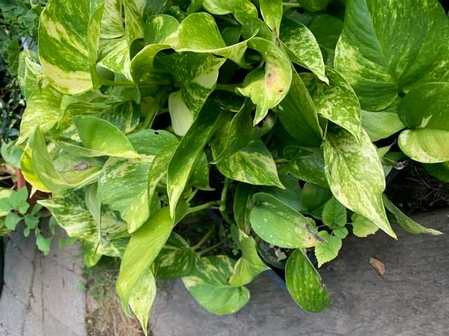 Giant Variegated Golden Pothos Cutting – Epipremnum Aureum Climbing Plant with 3 Nodes – Indoor Houseplant Starter