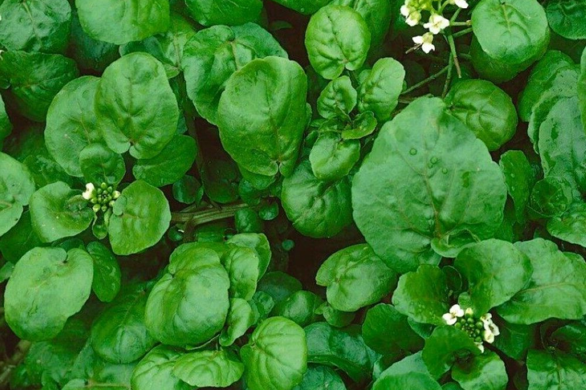 4000 Upland Cress Seeds - Heirloom Non-GMO Early Cress, Fast-Growing Leafy Green, Barbarea verna, USA Seller