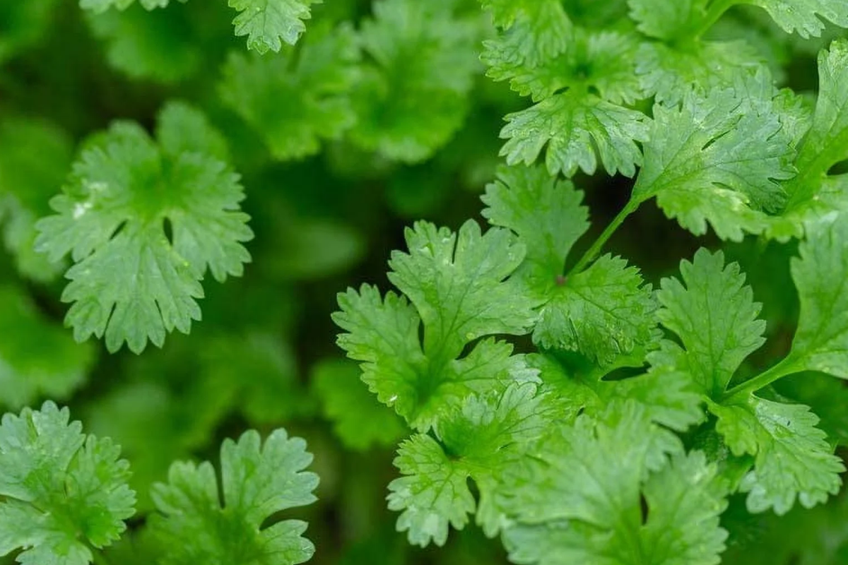 500 Cilantro Seeds NON-GMO | Heirloom Coriander for Cooking | Easy to Grow Herb | Coriandrum sativum | USA Seller