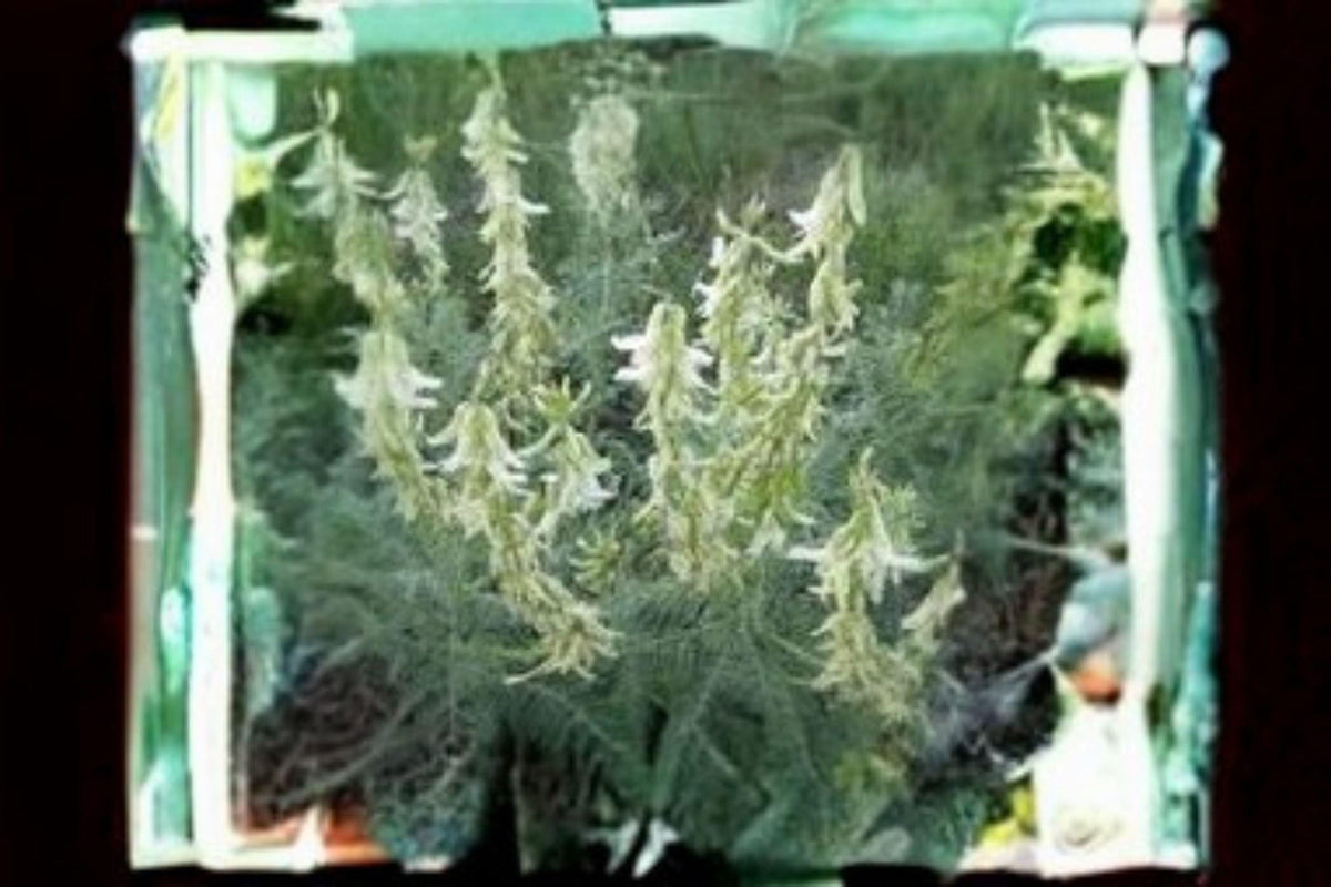 30 Seeds Astragalus drummondii — Woolly Milkvetch, Hardy Native Perennial for Dry & Open Landscapes