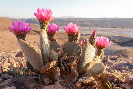 Opuntia basilaris Beavertail Cactus Live Pad – Pink Flower, Drought-Tolerant Succulent for Xeriscape & Rock Gardens