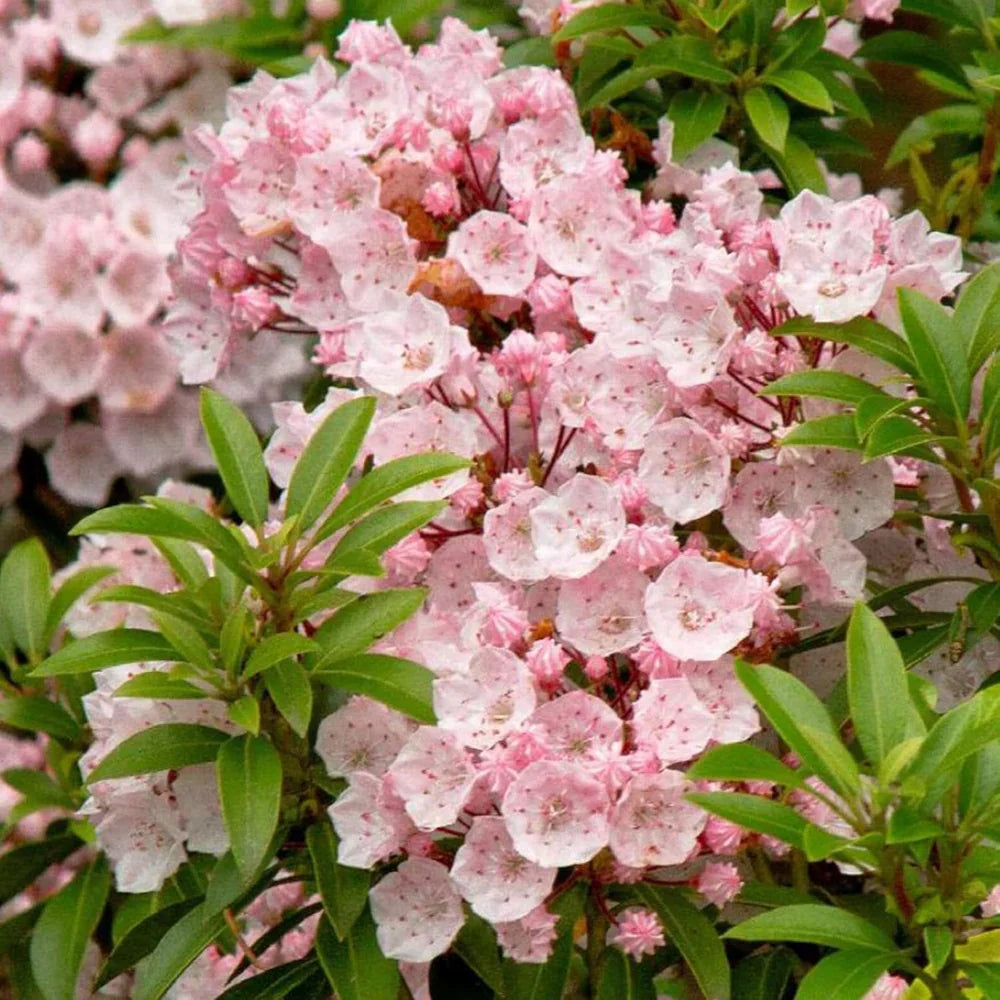Pink Mountain Laurel Live Bare Root Shrub – Fragrant Native Flowering Plant – Kalmia latifolia, 1 Ft Tall
