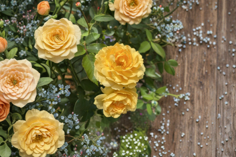 Julia Child Rose Cuttings – 3 Live Unrooted Stems 5–8 Inch for Propagation – Rosa ‘Julia Child’