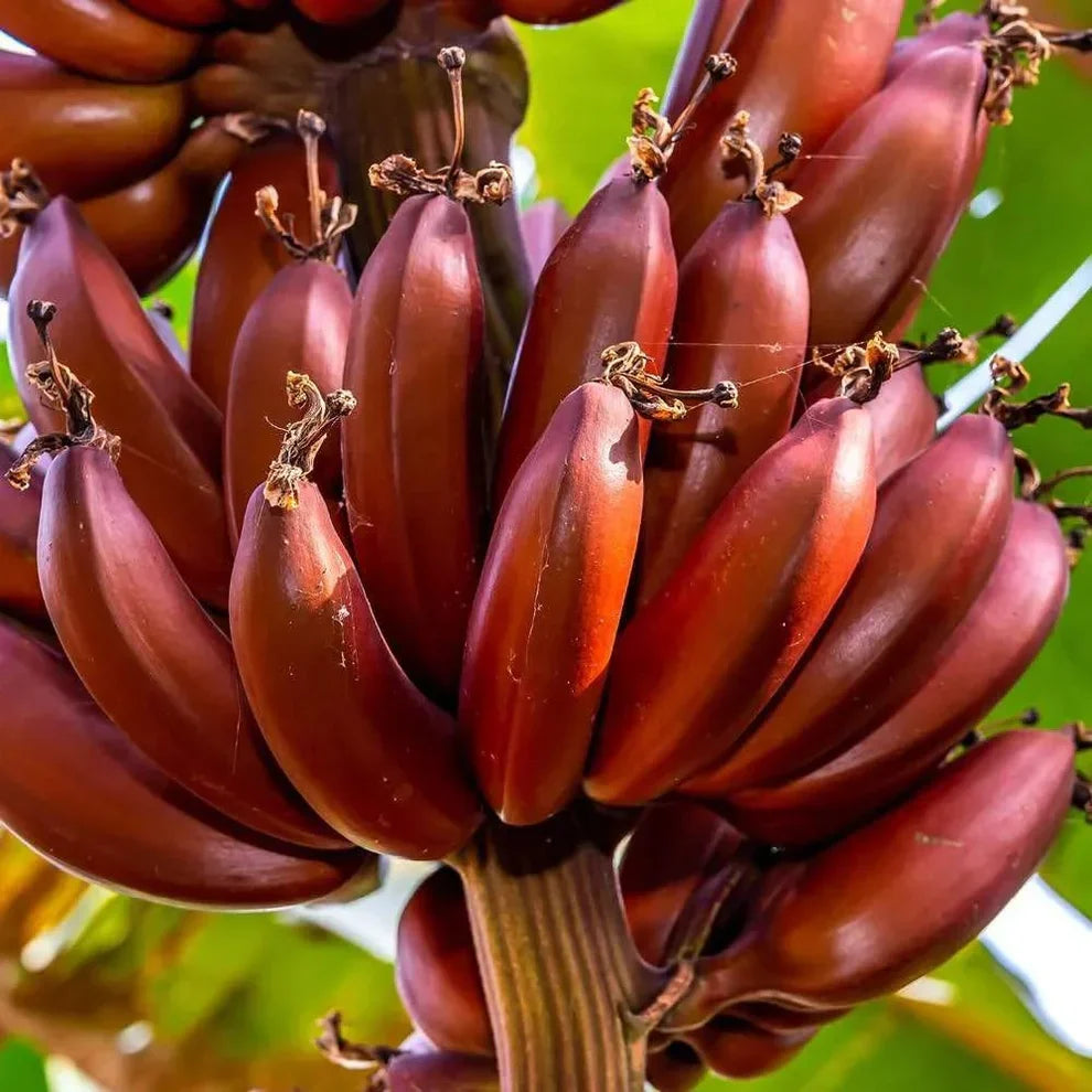 Red Dacca Banana Plant – Live Edible Red Banana Tree – Tropical Musa acuminata – Indoor & Outdoor Fruit Plant