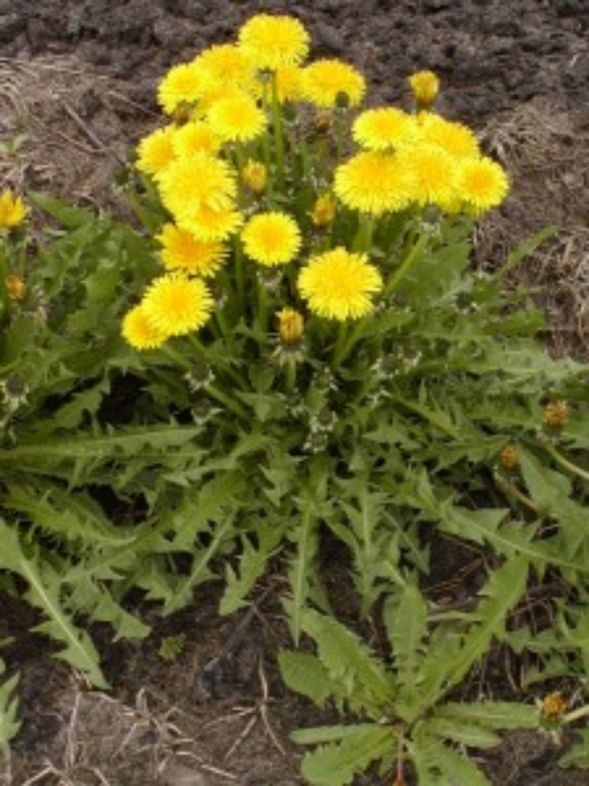 10 Dandelion Plants Bare Root | Organic Edible Medicinal Herb | Taraxacum officinale | Pollinator & Detox Plant