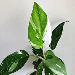 Philodendron White Princess Starter Plant 5–8 Inches Variegated Aroid Rare Tropical Houseplant with White and Pink Foliage