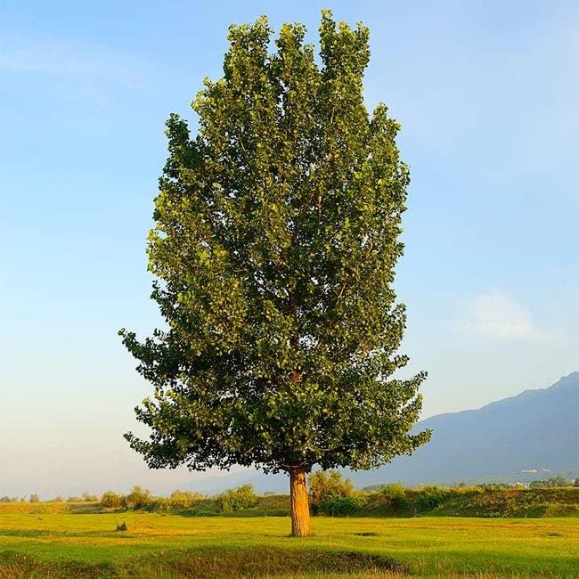 2 Hybrid Poplar Tree Cuttings | Fast-Growing Unrooted Stems for Privacy, Shade & Landscaping | Populus deltoides x Populus nigra