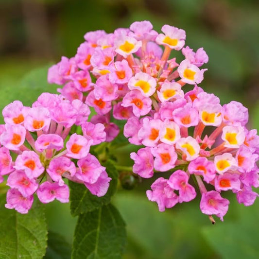 Lantana ‘Wagon Wheel Pink’ Live Flowering Plant, Small Bareroot Starter, Butterfly & Pollinator Friendly, Outdoor or Indoor