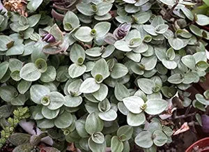 10 Unrooted Callisia repens Cuttings | Dwarf Bolivian Wandering Jew | Mini Trailing Plant for Pots & Terrariums