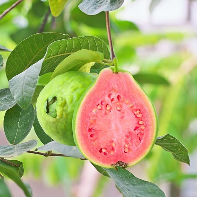 Pink Guava Plant – Live Tropical Fruit Tree – Psidium guajava – Edible Sweet Guava – Fast Growing Self-Fertile Starter Plant