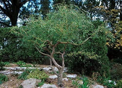 8 Kelli's Curly Corkscrew Willow Cuttings | Live Ornamental Willow Tree | Easy to Root, Unique Curly Branches | Salix matsudana 'Tortuosa'