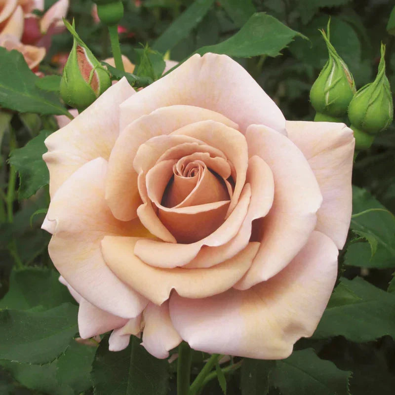 Super Rare Koko Loka Rose Cuttings (3) – Rosa ‘Koko Loco’ Taupe-Lavender Wedding Rose Unrooted Grafting Plant