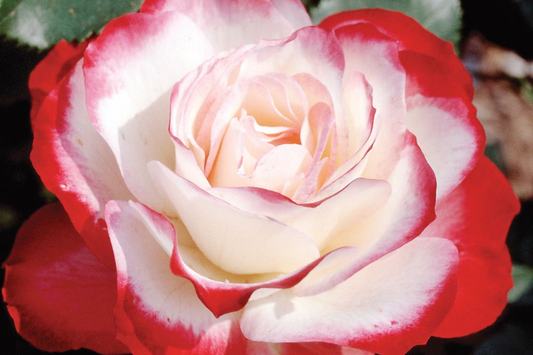 Cherry Parfait Rose - 1.5 Gal Pot - Fragrant Red & White Grandiflora - Rosa ‘MEIsponge’ - Own-Root, Disease-Resistant, Zones 5-10