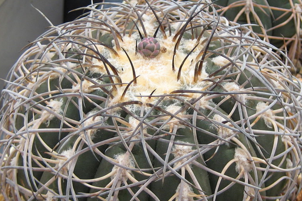 Rare Cactus Live Plant 3-4 cm Gymnocalycium spegazzinii armatum with Twisted Spines - Hardy Succulent for Indoor Gardens