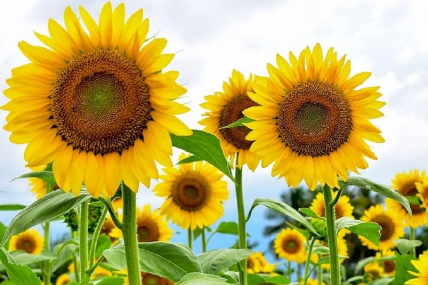 Skyscraper Sunflower Seeds Organic Non-GMO Helianthus annuus Tall Bright Yellow Flowers for Garden, Pollinator Attractant