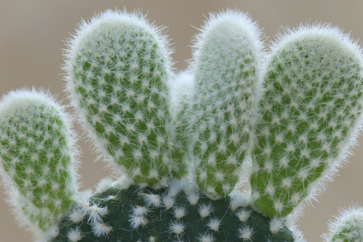 Bunny Ear Cactus 6" Live Succulent Opuntia microdasys - Easy Care Indoor/Outdoor Plant, Drought-Tolerant, Unique Pads