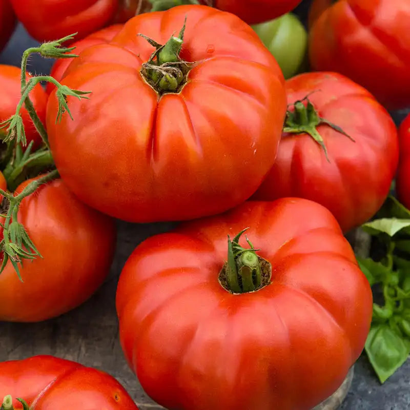 Beefsteak Tomato Live Plants – Heirloom Large Slicer Vegetables, Bareroot 6–10" – Solanum lycopersicum Garden Starter Plants