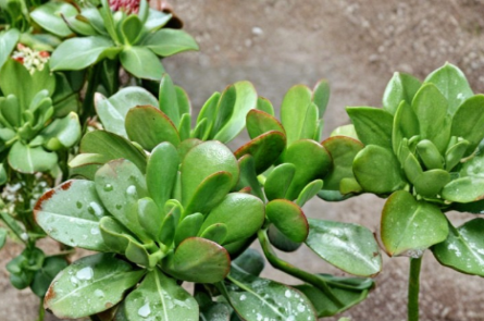 Crassula Ovata Jade Plant Cuttings – 3 Live Unrooted Succulent Clippings for Indoor Growing, Green Jade Succulent, Fleshy Leaves