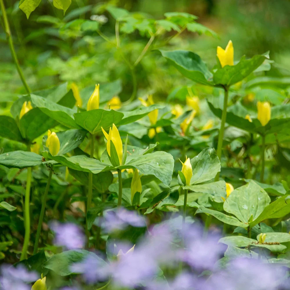 Yellow Trillium Bulbs (Trillium luteum) – Native Woodland Wildflower, Shade Garden Perennial, Spring Blooming, Lemon Frillium, 5 Bulbs