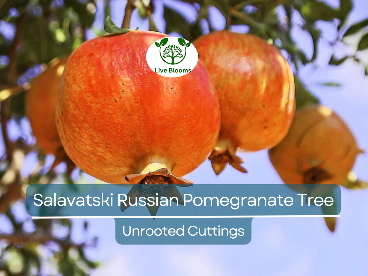Salavatski Russian Pomegranate Cuttings - 3 Unrooted 10-Inch Cuttings (Punica granatum) - Hardy, Cold-Tolerant Variety