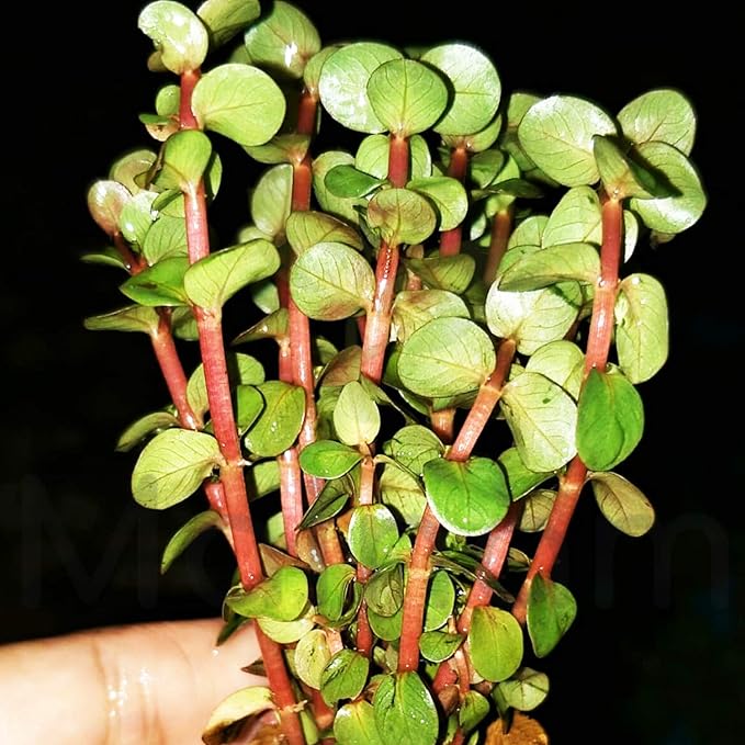 Rotala Indica Red Live Aquarium Plant, Small Bare Root Stem Plant, Freshwater Aquascape Background, Easy to Care for, Vibrant Red Color